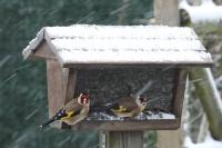 Carduelis carduelis