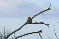 Falco tinnunculus