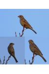 Emberiza calandra