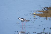 Himantopus himantopus