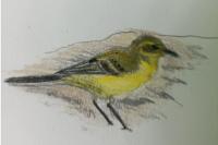 Motacilla flava flavissima