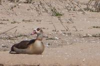 Alopochen aegyptiaca