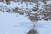 Tringa totanus
