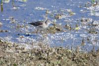 Tringa glareola