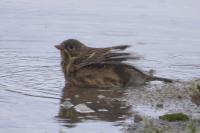 Emberiza hortulana