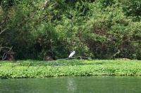 Egretta garzetta
