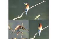 Merops apiaster