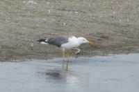 Larus michahellis