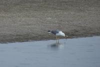 Larus michahellis