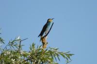 Merops apiaster
