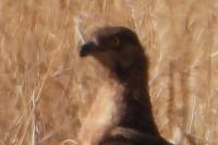 Pernis apivorus