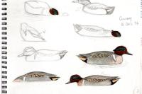 Anas crecca carolinensis
