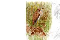 Ardea purpurea