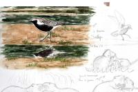 Pluvialis squatarola