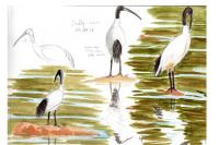 Threskiornis aethiopicus