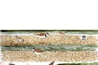 Charadrius hiaticula