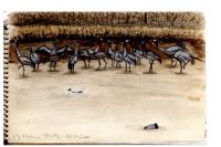 Grus grus