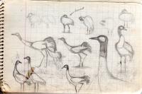Grus grus