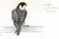 Falco peregrinus