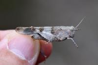 Oedipoda caerulescens