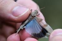 Oedipoda caerulescens