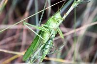Tettigonia viridissima