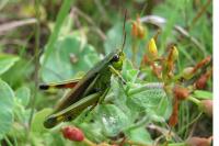 Stethophyma grossum