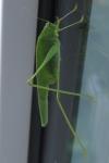 Phaneroptera nana