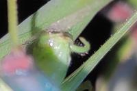 Phaneroptera nana