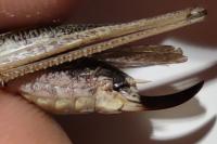 Platycleis albopunctata albopunctata