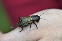 Gryllus campestris