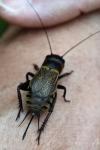Gryllus campestris