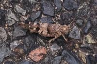 Oedipoda caerulescens