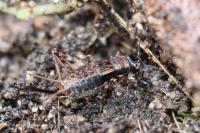 Nemobius sylvestris