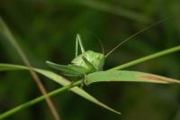 Tettigonia viridissima