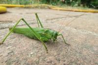 Tettigonia viridissima