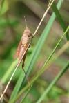 Gomphocerippus rufus