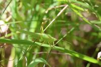 Ruspolia nitidula