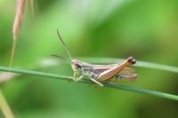 Pseudochorthippus parallelus