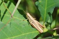 Euchorthippus declivus