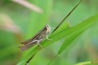 Euchorthippus elegantulus
