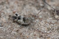 Oedipoda caerulescens