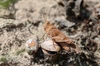 Oedipoda caerulescens
