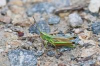 Chrysochraon dispar