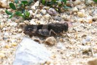 Oedipoda caerulescens