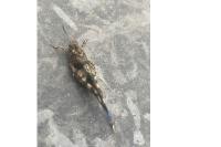 Oedipoda caerulescens