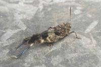 Oedipoda caerulescens