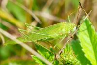 Phaneroptera falcata