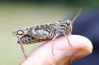 Calliptamus italicus