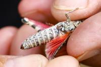 Calliptamus italicus